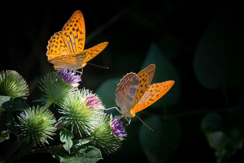 Beware Butterfly Effect